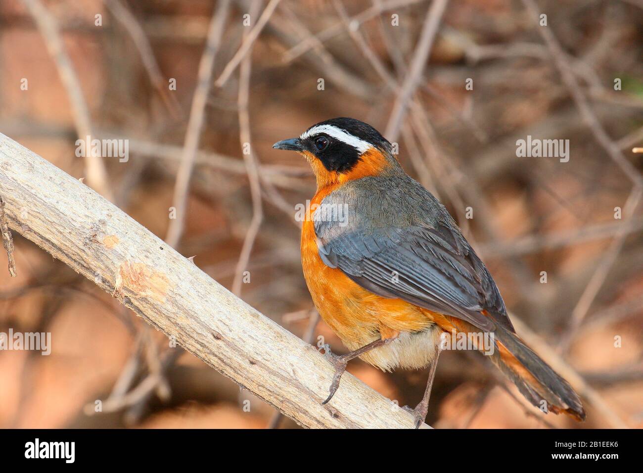 White-browed Robin-chat (Cossypha heuglini) adult in a bush, Botswana ...