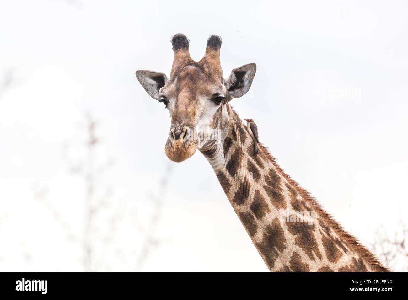 Giraffe time Stock Photo