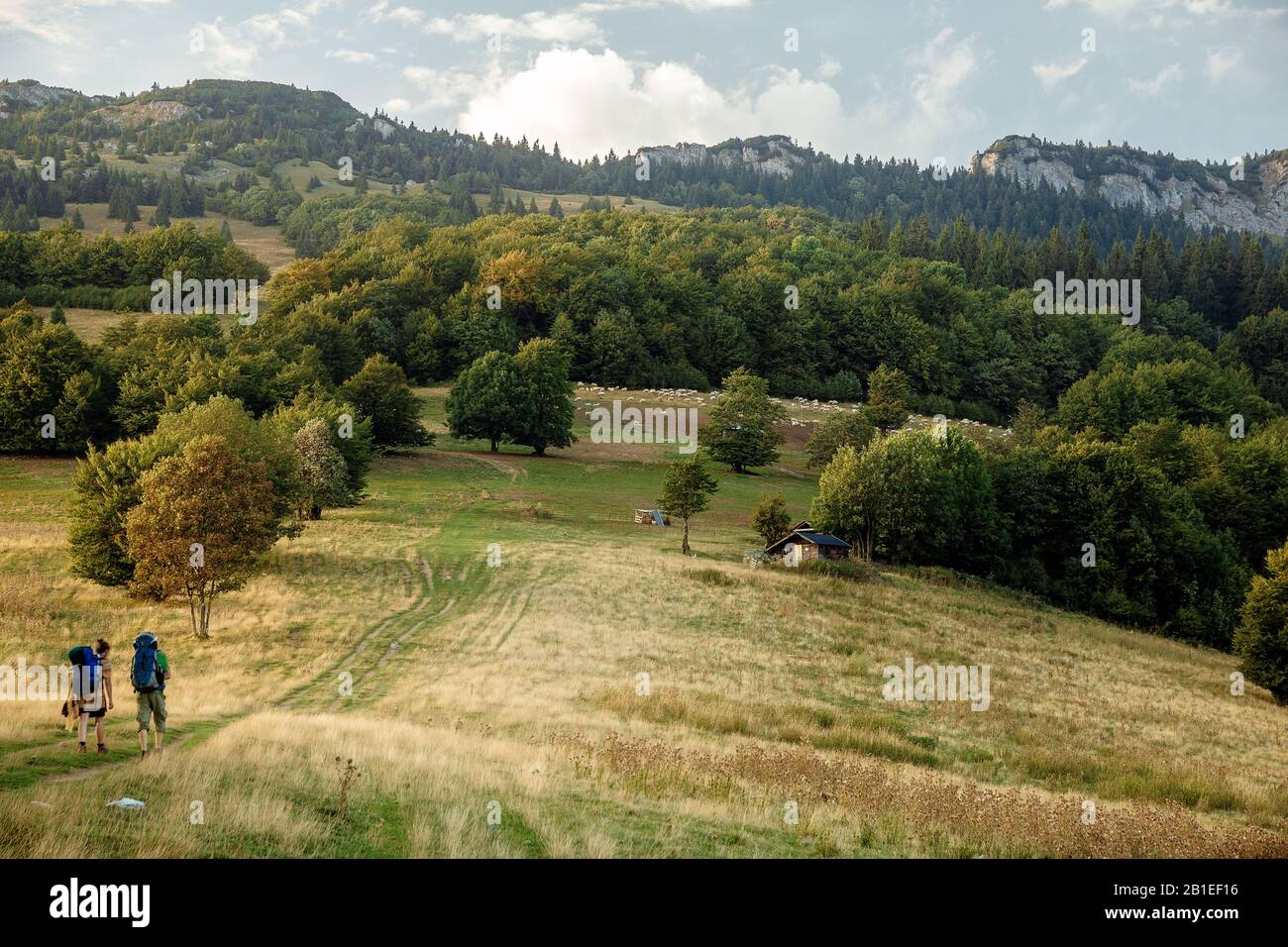 Flock of sheep on beautiful mountain meadow Stock Photo - Alamy