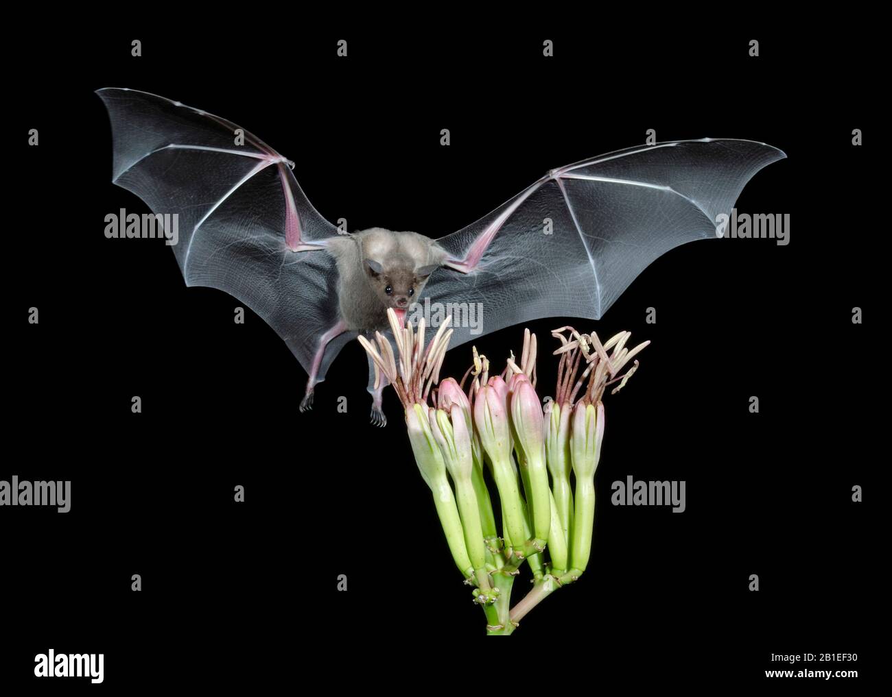 Lesser long-nosed bat (Leptonycteris curasoae), feeding on an Agave Flower. Amado, Arizona. Stock Photo