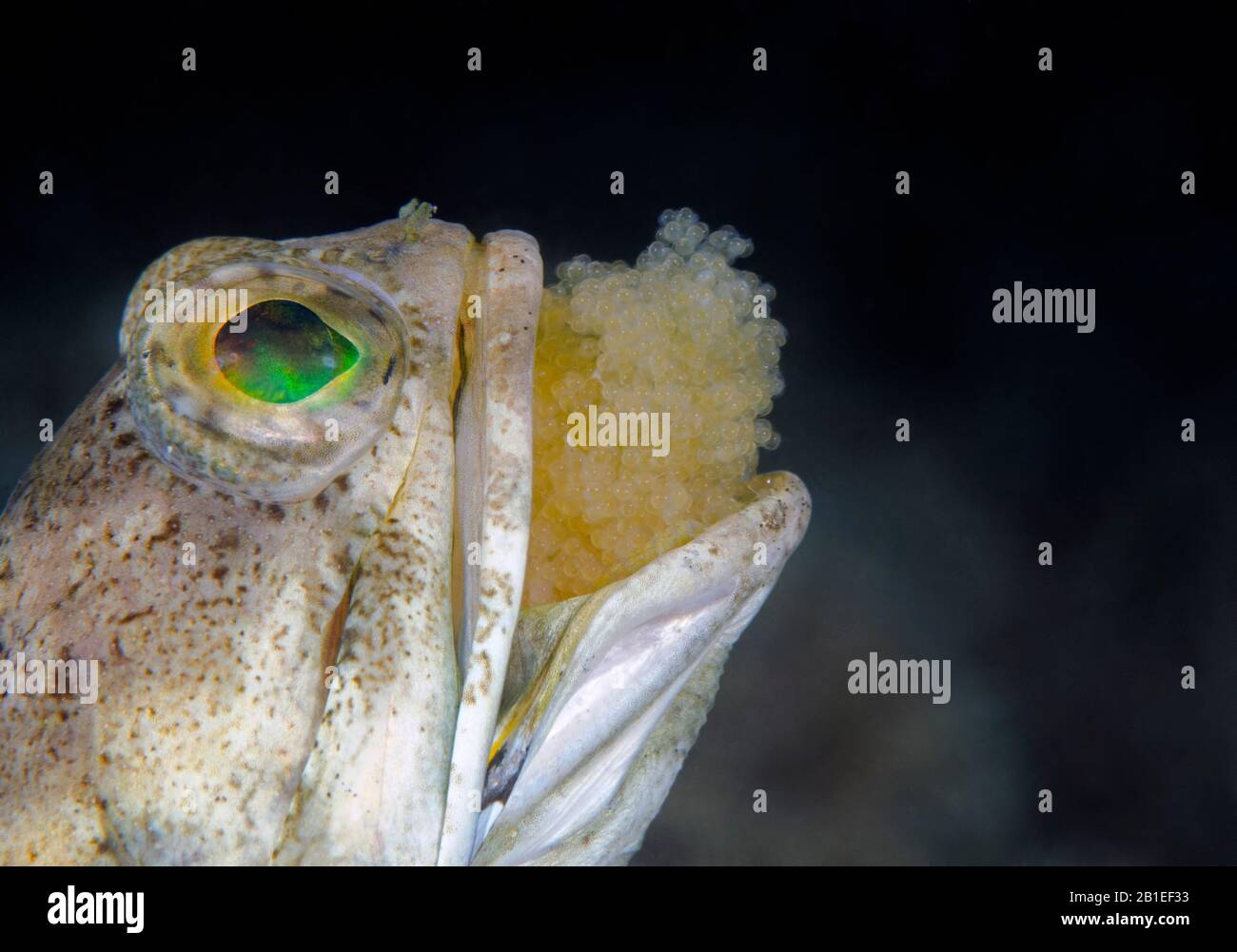 Fish Jawfish Eggs High Resolution Stock Photography and Images Alamy