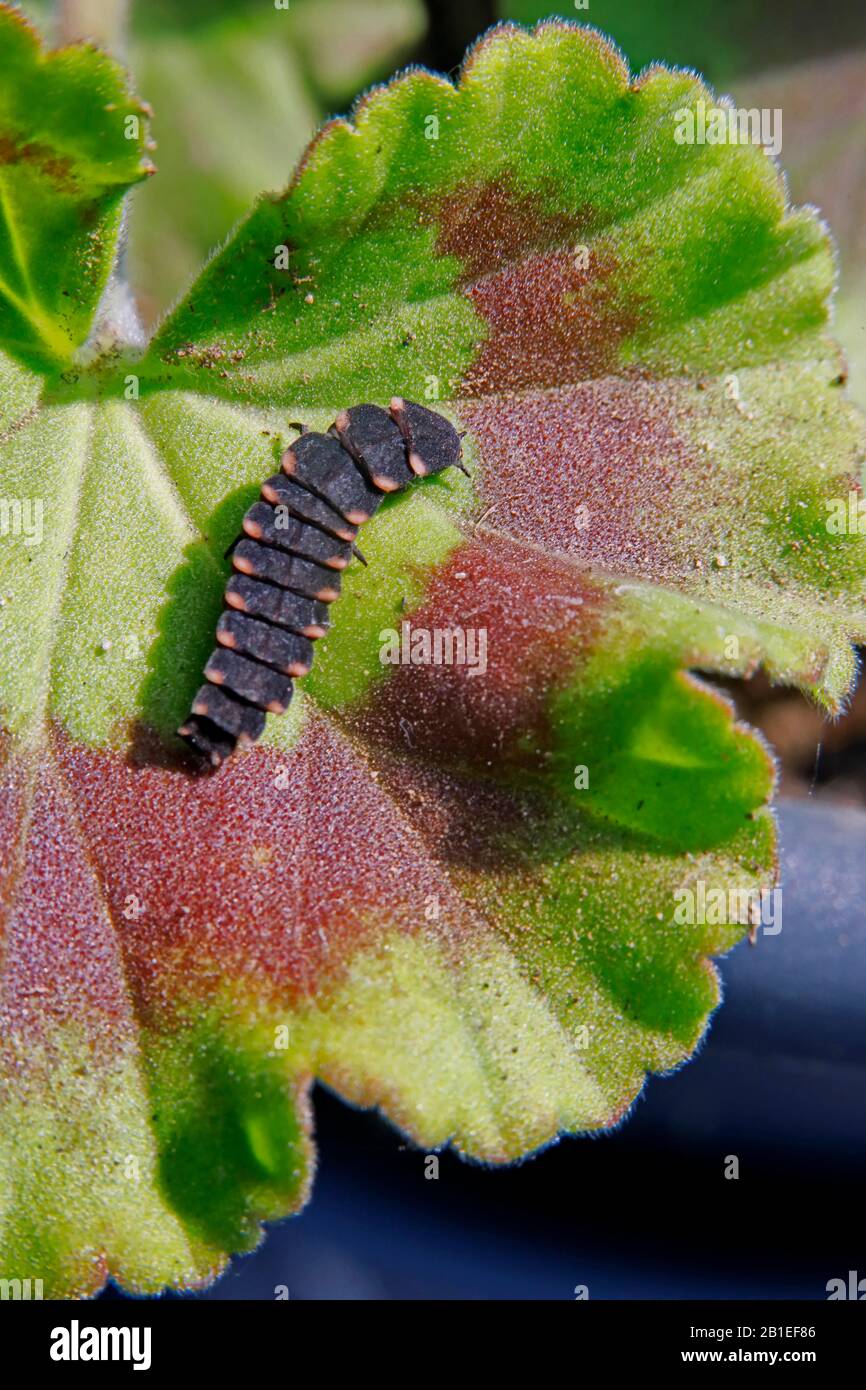Common glowworm (Lampyris noctiluca) larva on a leaf of geranium in