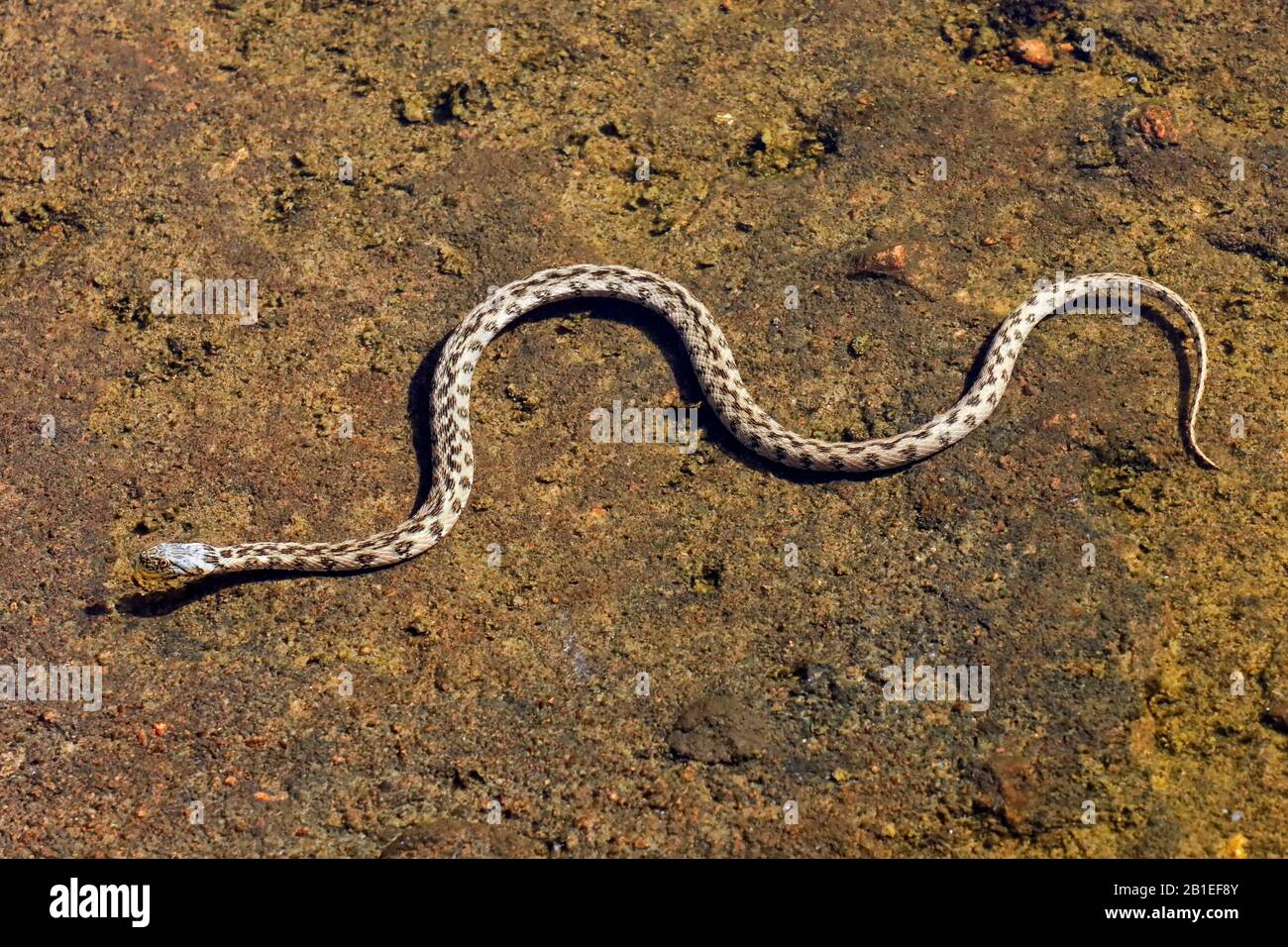 Viperine Water Snake (Natrix maura) in a pool of the plain of the Maures in summer, Surroundings of Mayons, Var, France Stock Photo
