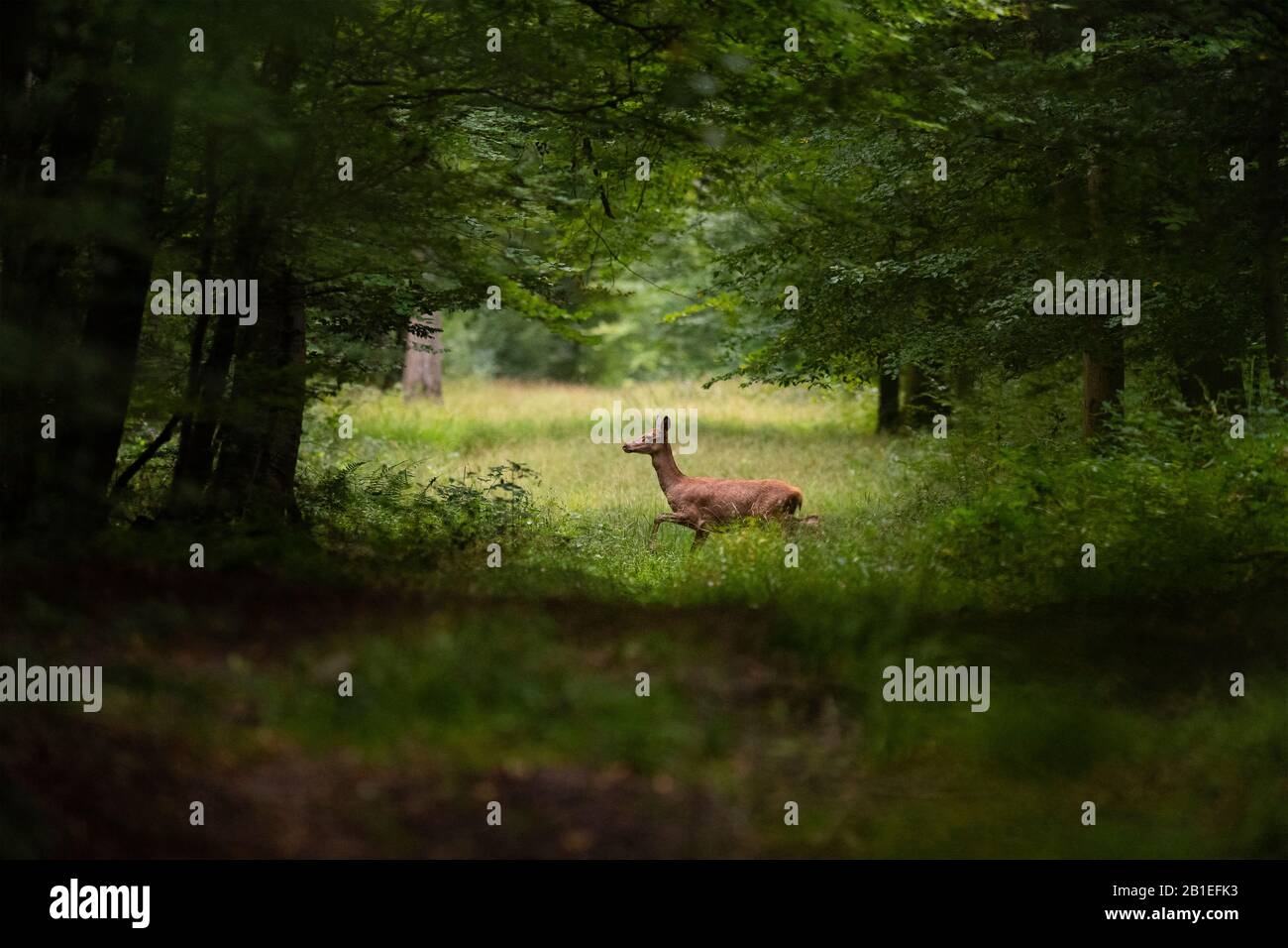 Foret de compiegne hi-res stock photography and images - Alamy