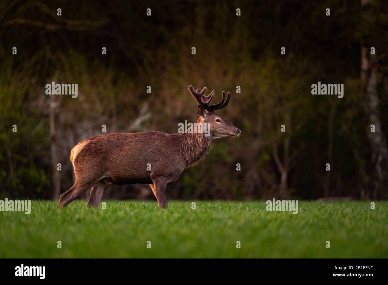 Red Deer (Cervus Elaphus), red deer in wheat field at spring, Haut de