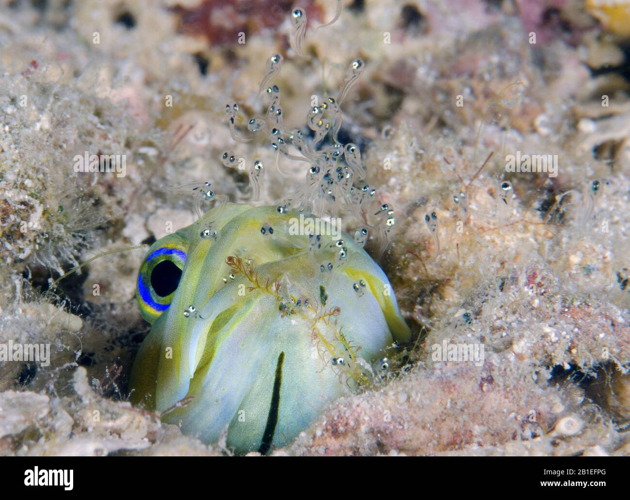 Roatan underwater hires stock photography and images Alamy