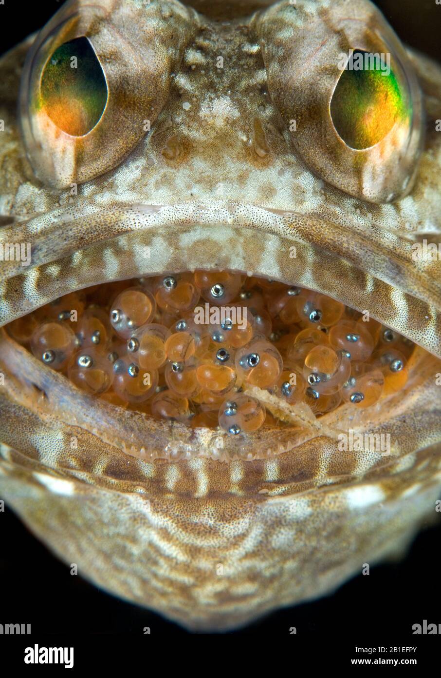 Jawfish Eggs Mouth High Resolution Stock Photography and Images Alamy