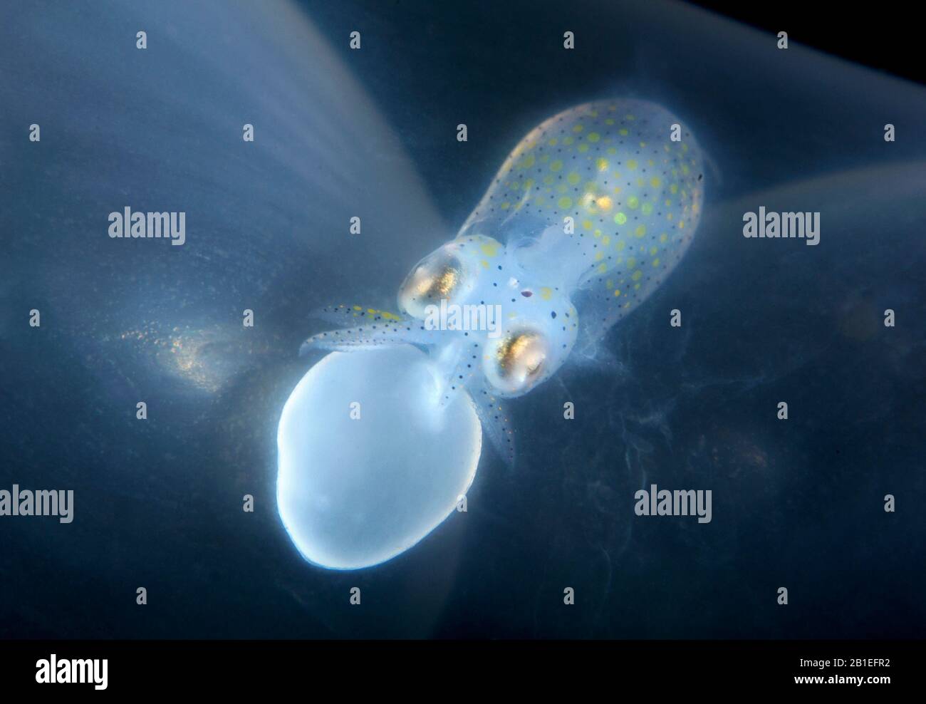 Eggs Of Bigfin Reef Squid Sepioteuthis Lessoniana High Resolution Stock
