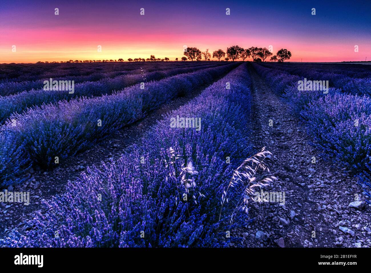 Lavender (Lavandula officinalis) fields at sunrise, Brihuega, Spain ...
