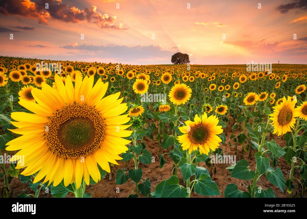 Sunset in the sunflower fields of the Mancha in summer, Yebes, Valdenazar, Guadalajara, Spain Stock Photo