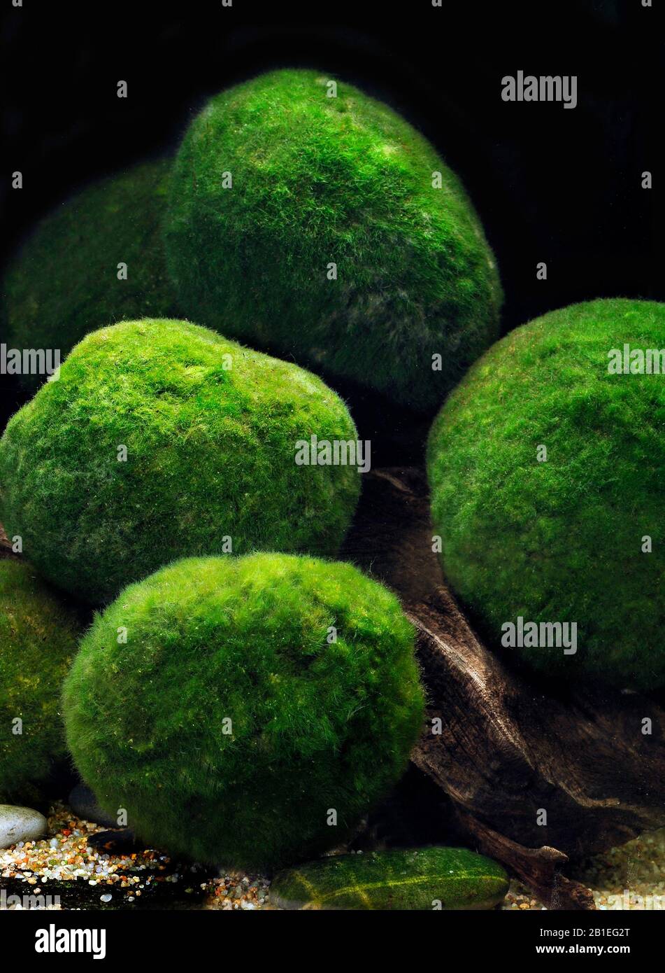 Moss balls (Aegagropila linnaei = Cladophora aegagropila) Stock Photo