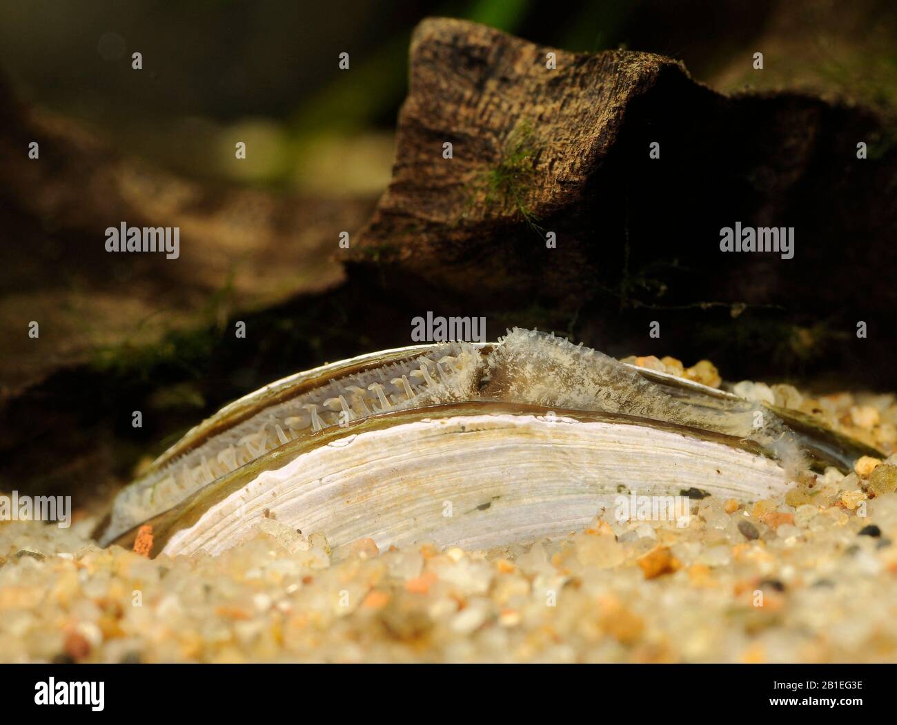 Freshwater clam (Polymesoda sp.) in aquarium Stock Photo