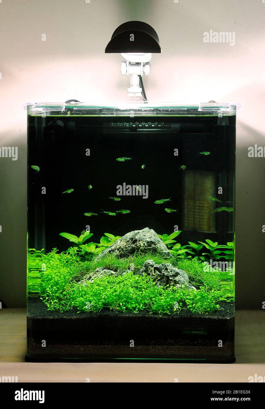 Mini aquarium with Neon green rasboras (Microdevario kubotai) Stock Photo