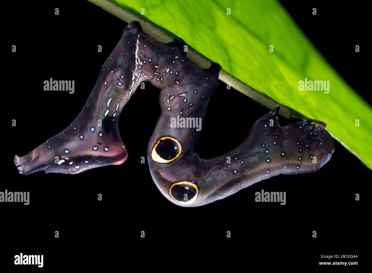 Eudocima phalonia, fruit piercing moth caterpillar showing fake eyespot to deter predator, Malaysia Stock Photo