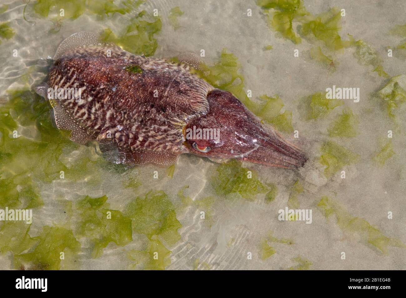 Common Cuttlefish (Sepia officinalis) at low tide in the Jospinet mussels in Planguenoual, Brittany, France Stock Photo