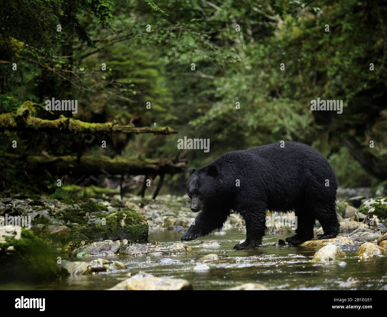 A Black Bear (Ursus americanus) crosses the river in British Columbia, Canada. Stock Photo