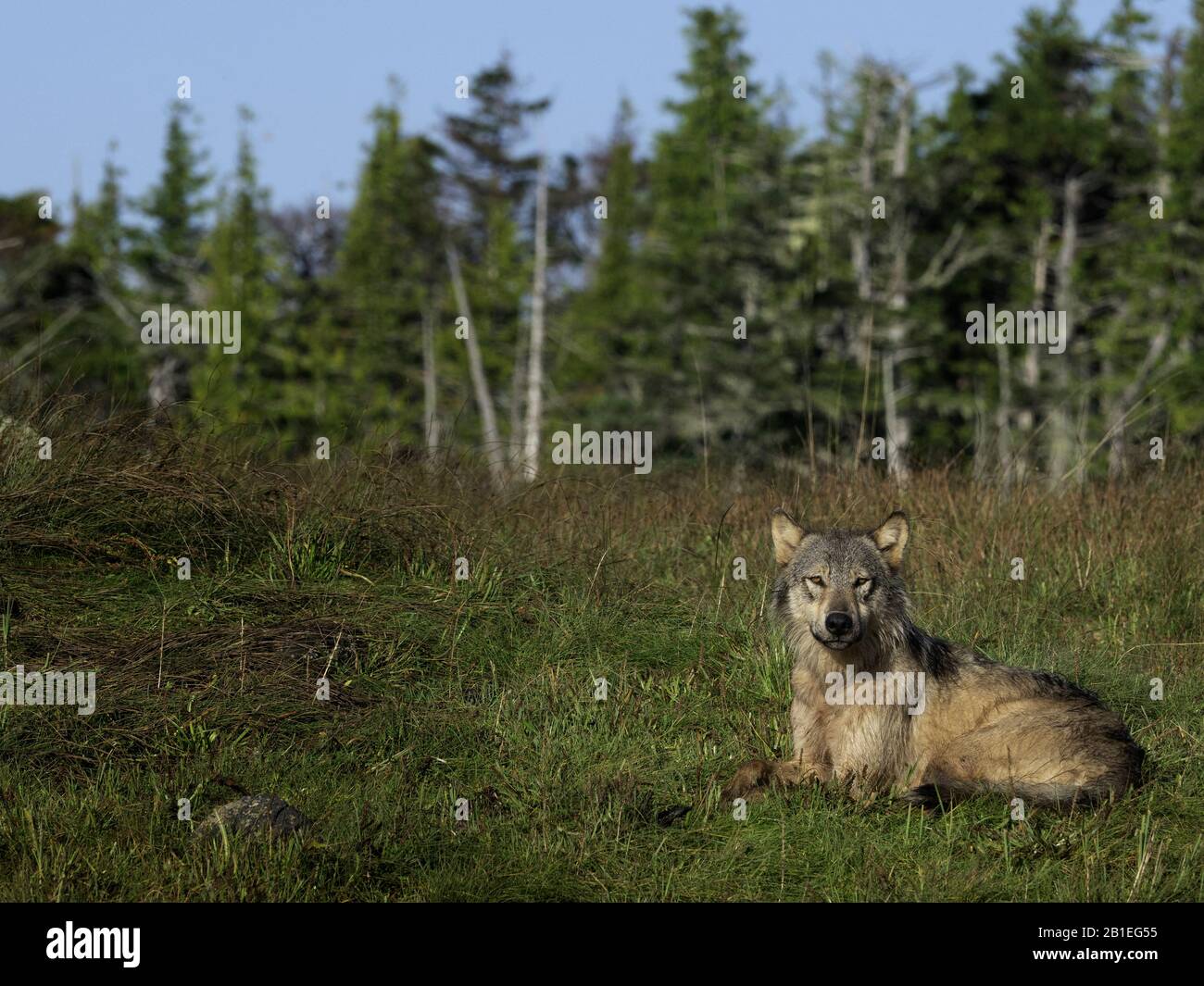 A Coastal Wolf (Canis lupus columbianus) observes his surroundings in British Columbia, Canada. Stock Photo