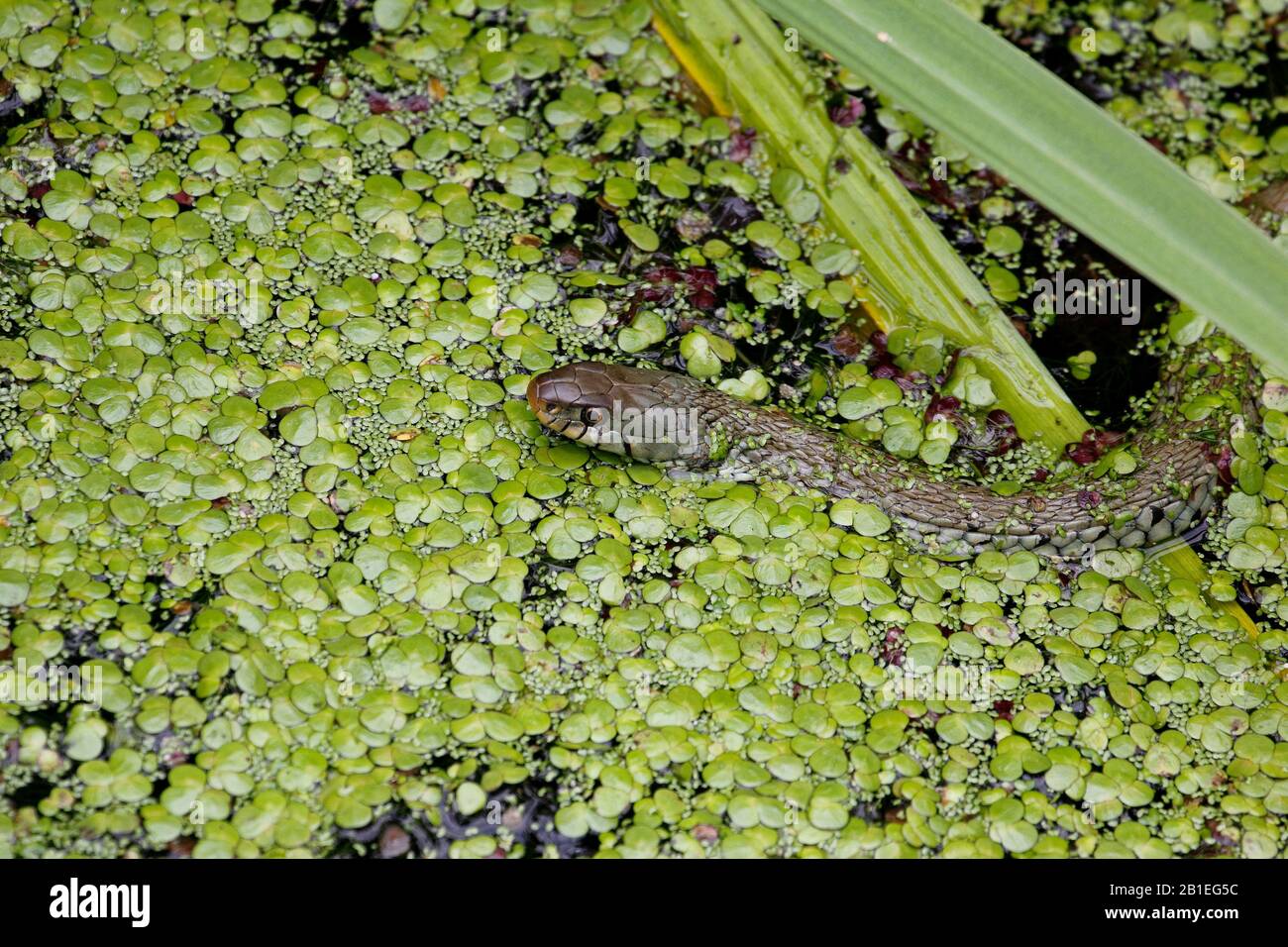 Grass snake (Natrix natrix) in a pool of Kerdanet in Plouagat, Brittany, France Stock Photo