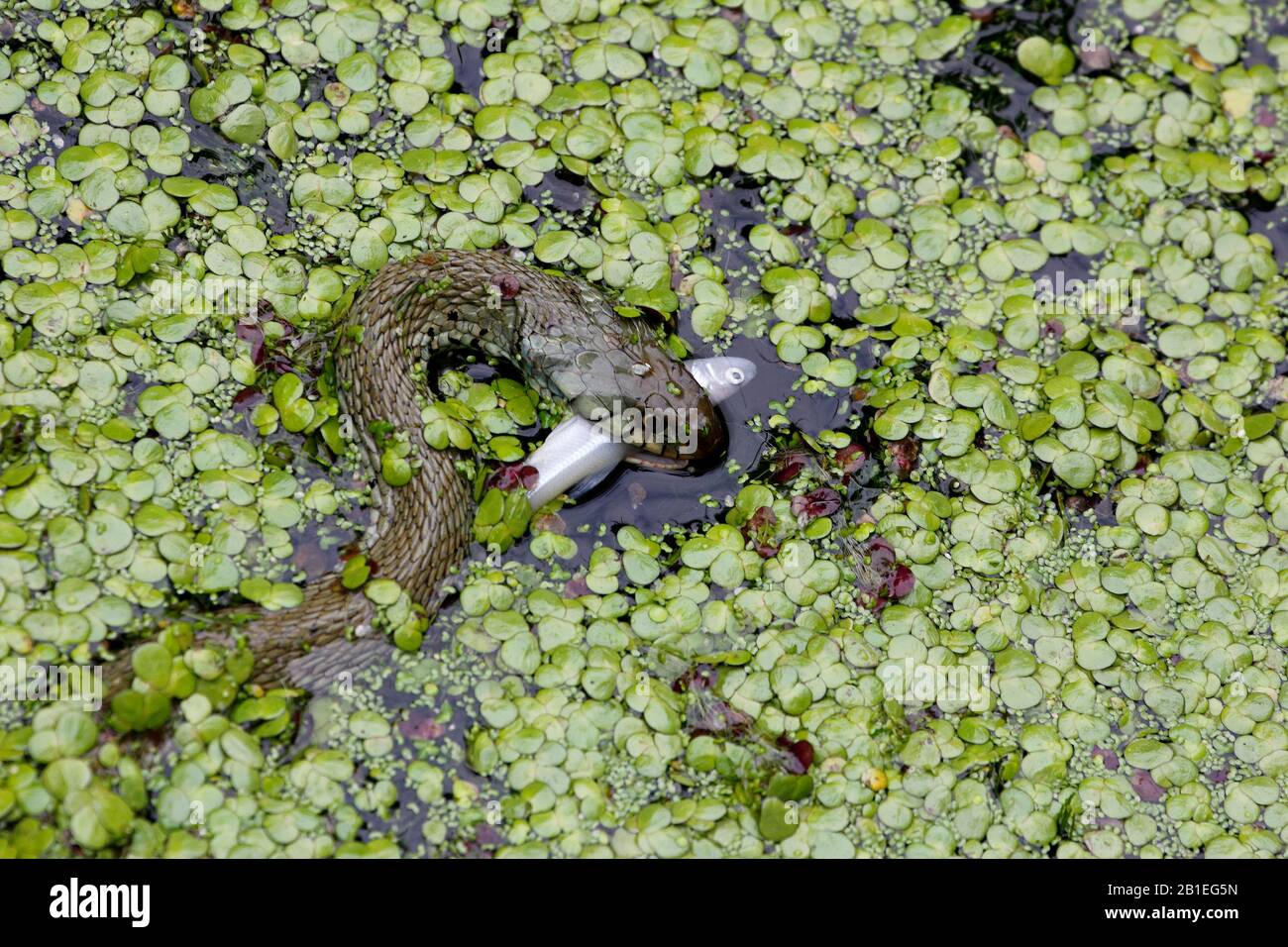 Grass snake (Natrix natrix) eating a fish in a pool of Kerdanet in Plouagat, Brittany, France Stock Photo