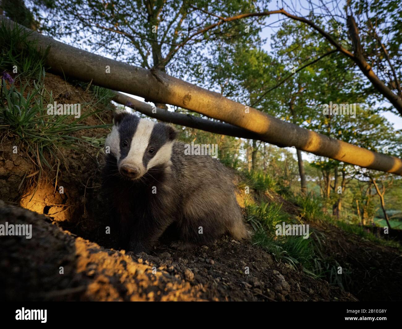 A Badger (Meles meles) emerges from the sett in the Peak District National Park, UK. Stock Photo