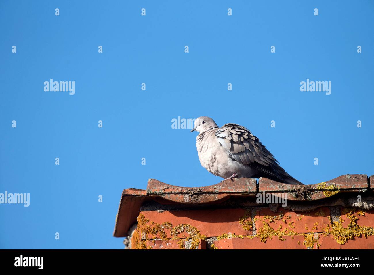 Collared dove (Streptopelia decaocto) on a roof, France Stock Photo Alamy