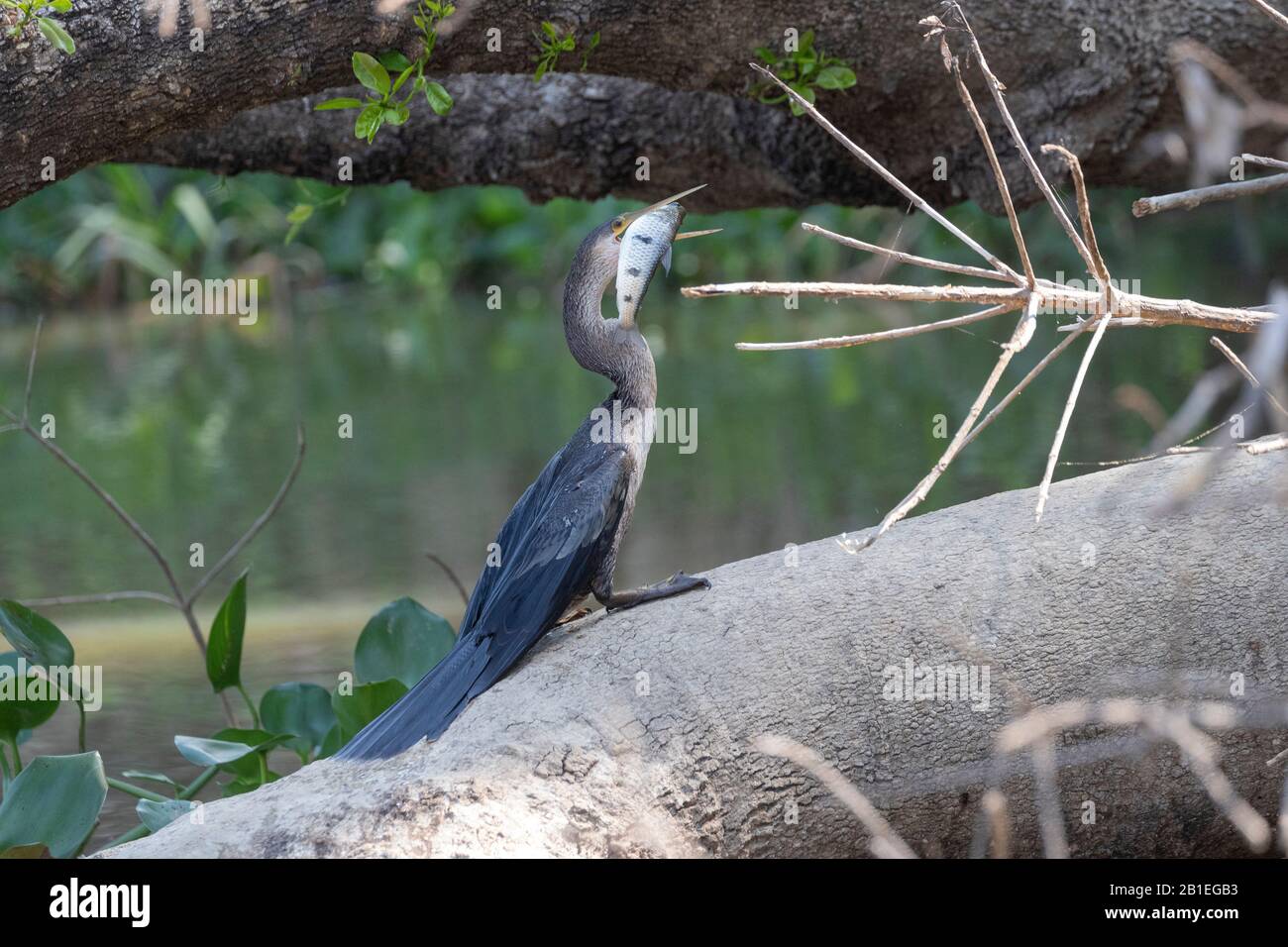 Anhinga or Snakebird (Anhinga anhinga), with a fish, Pantanal area, Mato Grosso, Brazil Stock Photo