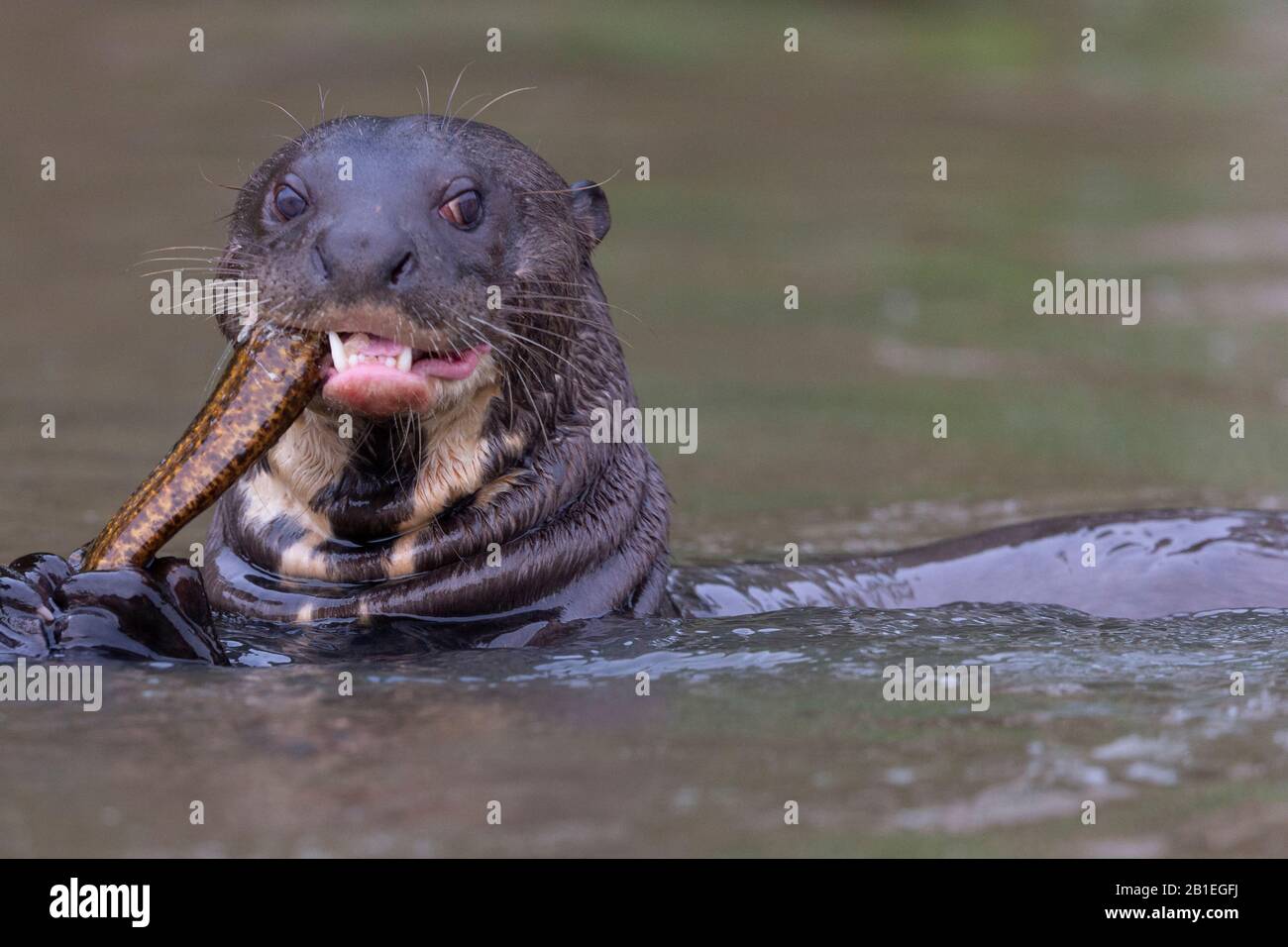 Giant Otter (Pteronura brasiliensis) eating a fish, Pantanal area, Mato Grosso, Brazil Stock Photo