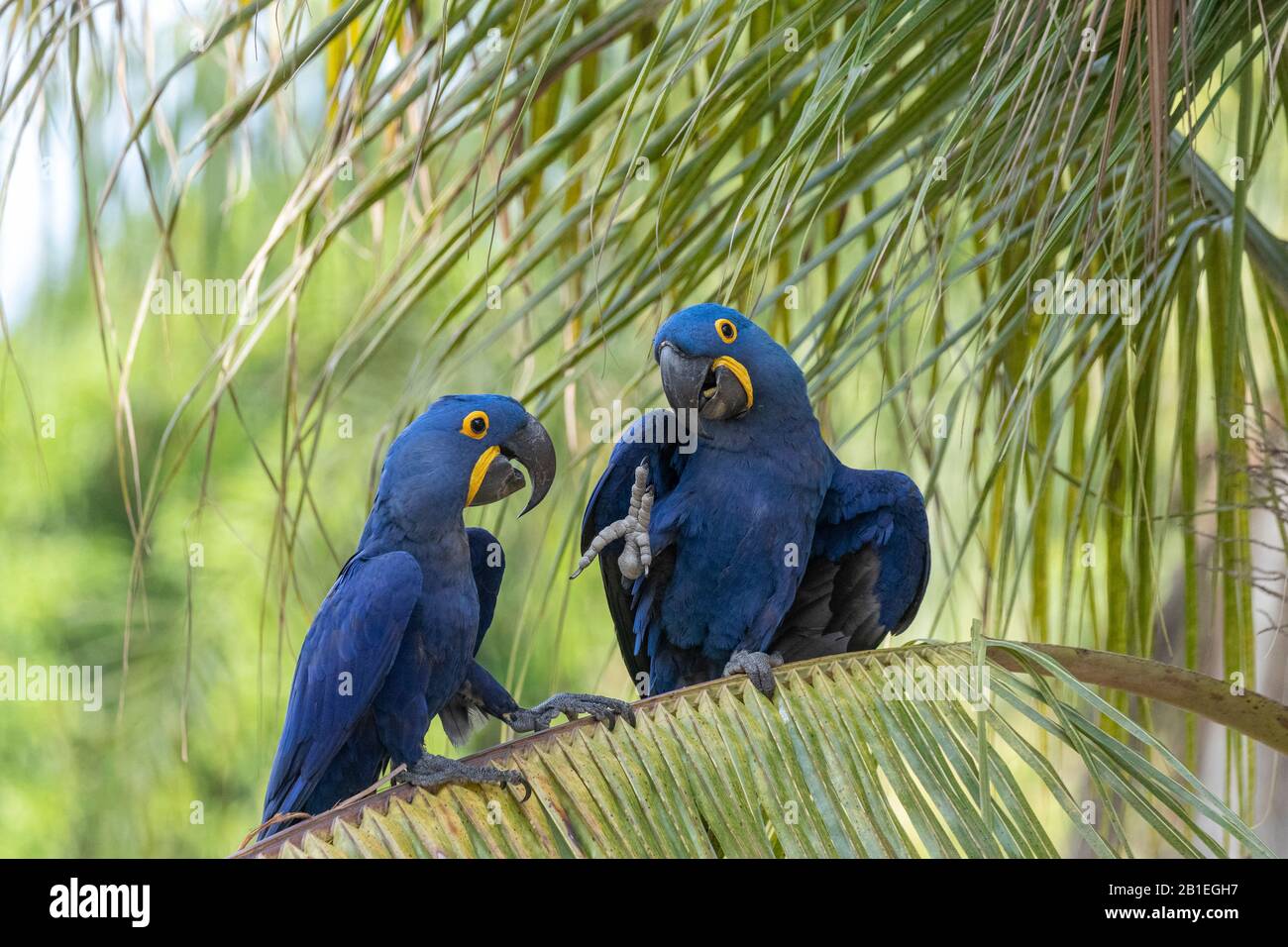 Hyacinth Macaw (Anodorhynchus hyacinthinus) adult, perched on a palm tree, Pantanal area, Mato Grosso, Brazil Stock Photo