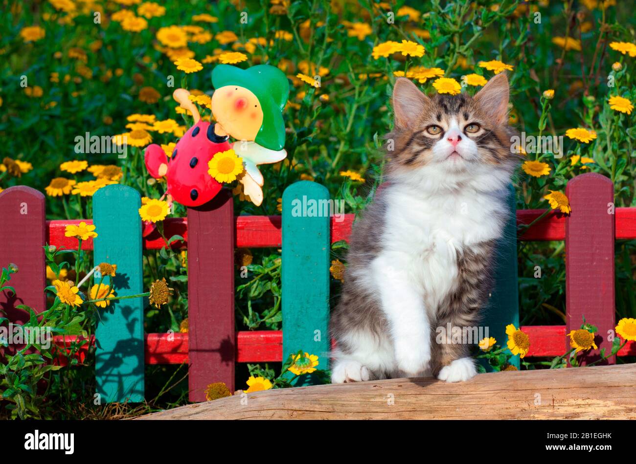 Tabby and white kitten standing by painted wooden fence with yellow flowers in garden Stock Photo