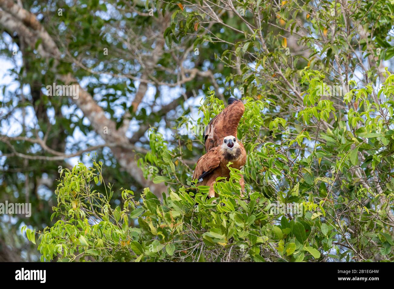 Black-collared Hawk (Busarellus nigricollis), on a branch, Pantanal area, Mato Grosso, Brazil Stock Photo