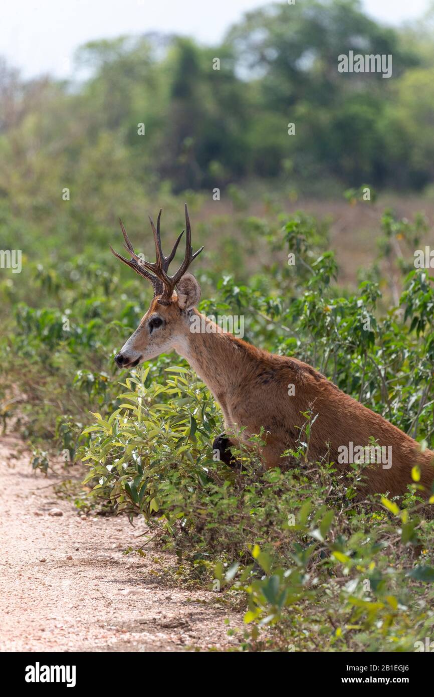 Marsh Deer ( Blastocerus dichotomus), male, Pantanal area, Mato Grosso, Brazil Stock Photo