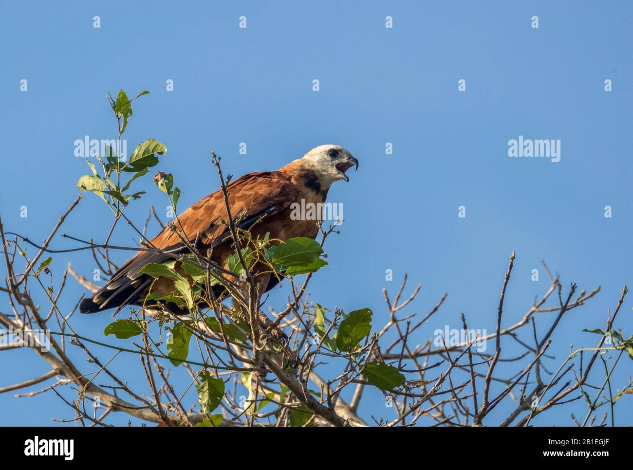 Black-collared Hawk (Busarellus nigricollis), on a branch, Pantanal area, Mato Grosso, Brazil Stock Photo