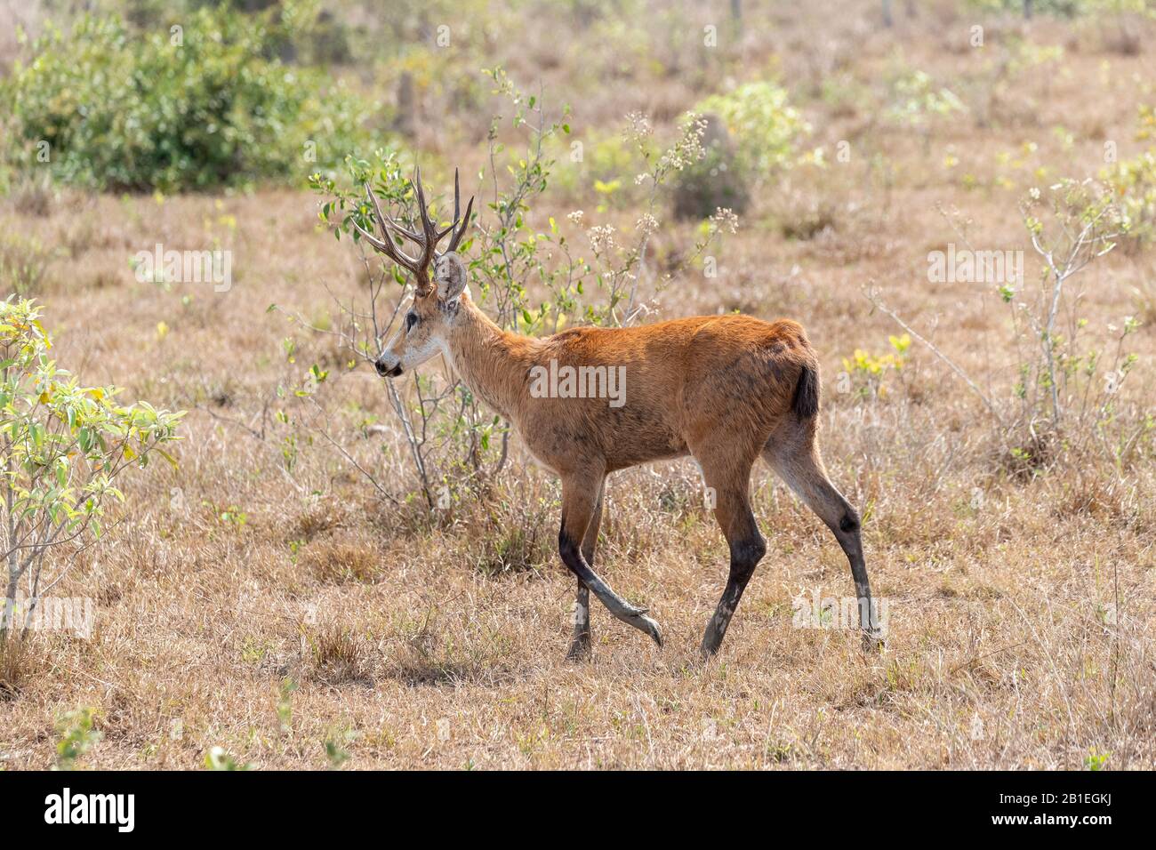 Marsh Deer ( Blastocerus dichotomus), male walking, Pantanal area, Mato Grosso, Brazil Stock Photo