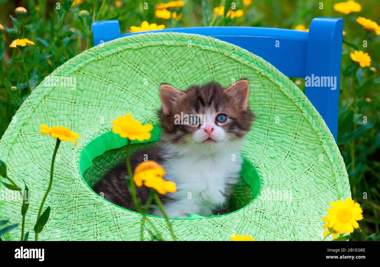 Tabby and white kitten sitting in green hat by yellow flowers in garden Stock Photo