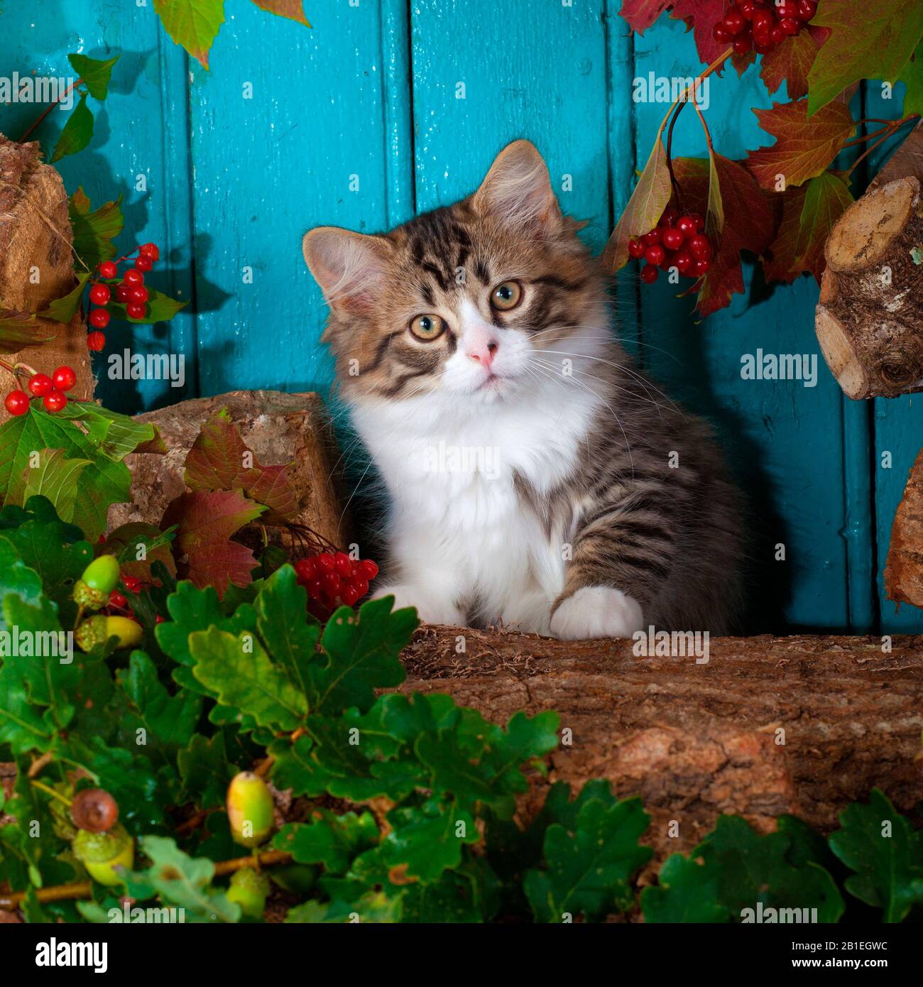 Tabby and white kitten sitting on wood pile by autumn leaves and blue background in studio Stock Photo