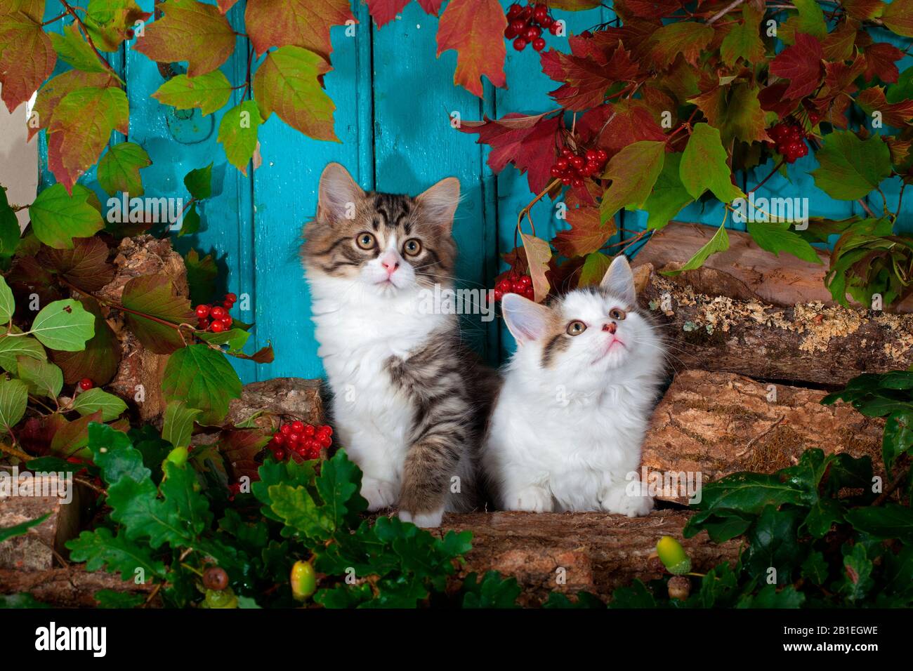 Tabby and white kittens sitting on wood pile by autumn leaves and blue background in studio Stock Photo