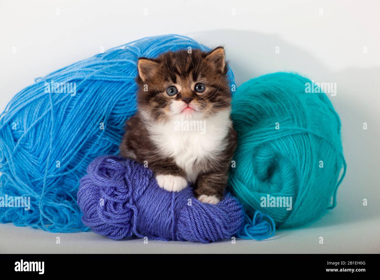 Tabby and white kitten sitting on green and blue wool in studio Stock Photo