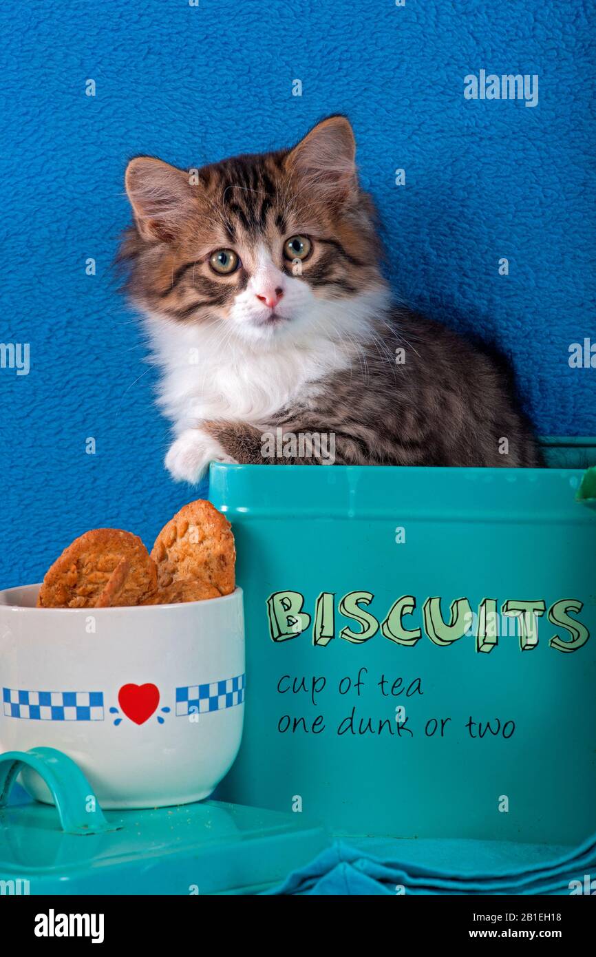 Cat biscuit hires stock photography and images Alamy