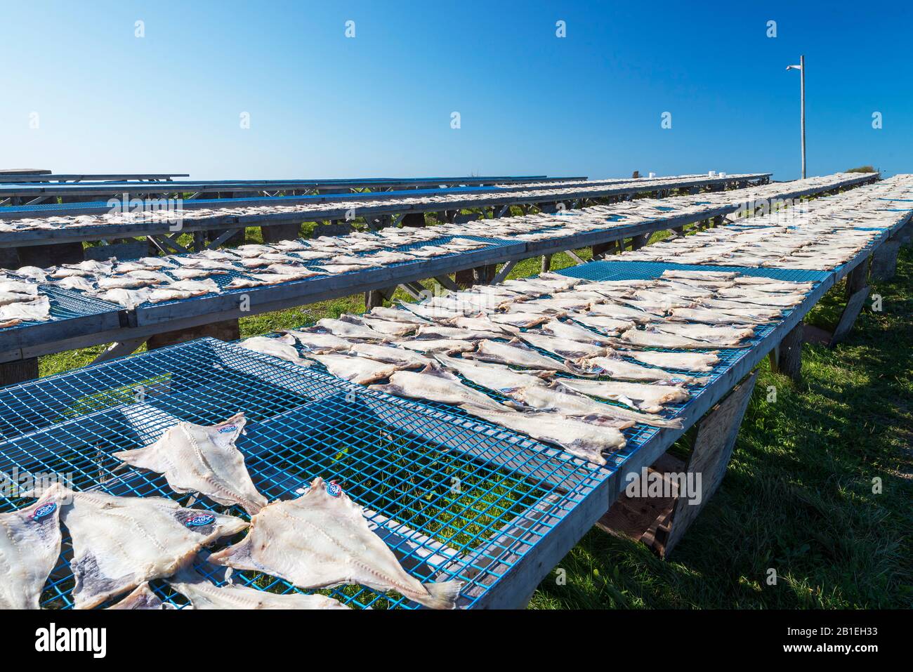 Vigneaux, Drying of cod fillets on the "vigneaux", SainteTherese de