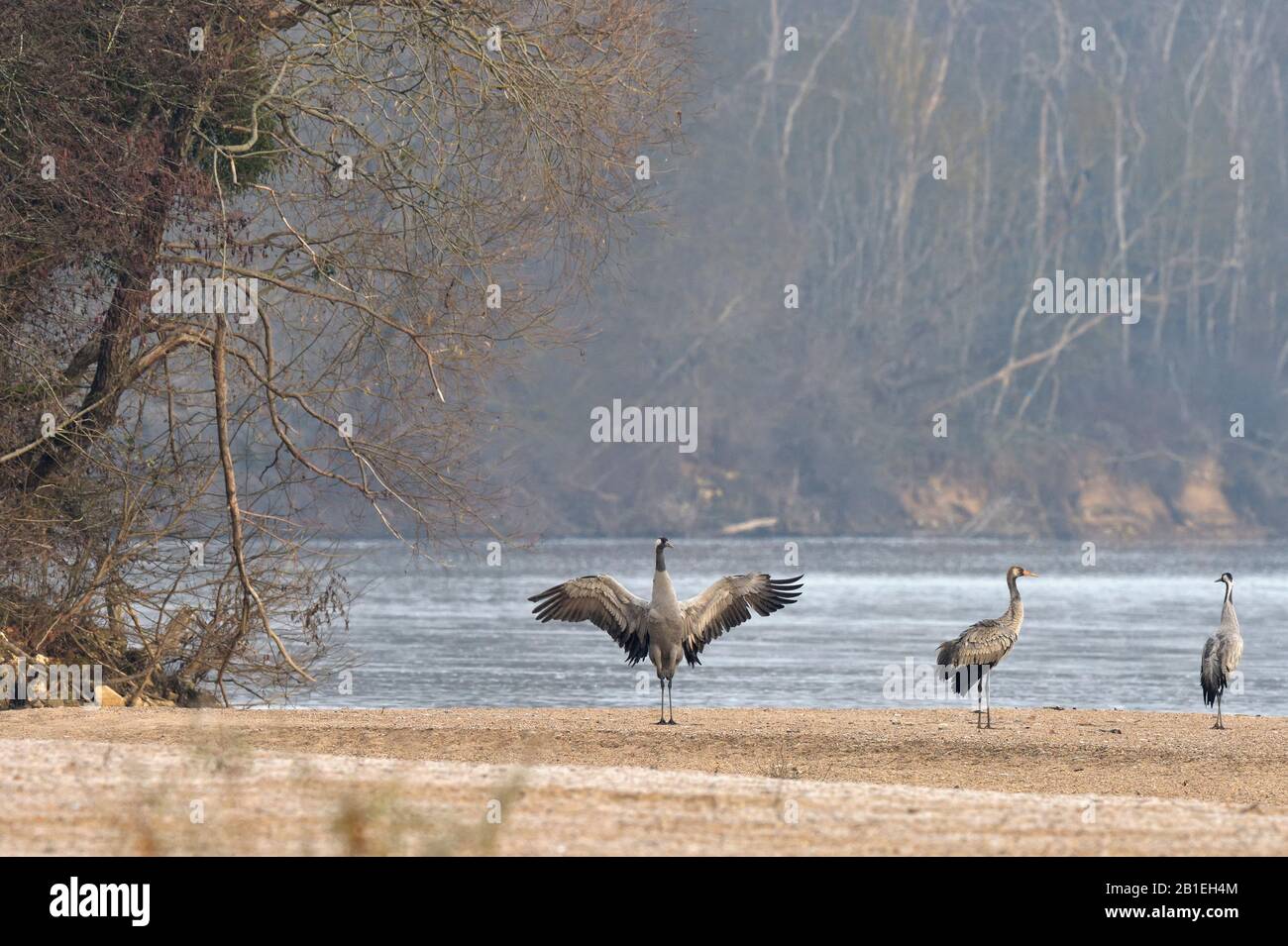 Common Crane (Grus grus) stretching on a sandbar of the Loire, France Stock Photo