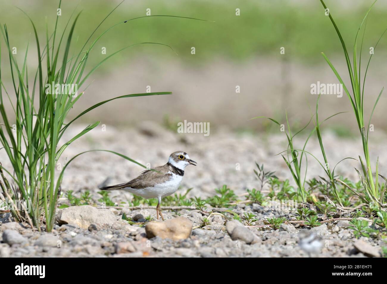 Little Ringed Plover (Charadrius dubius) on a beach of Loire, France Stock Photo