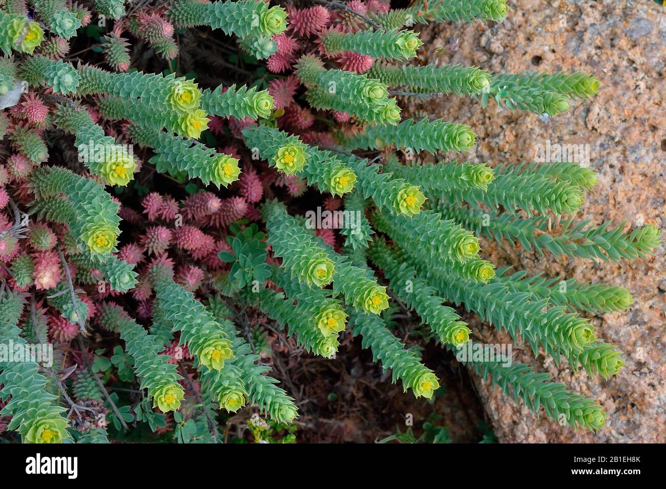 little-fir-spurge-euphorbia-pithyusa-biotope-coastal-platforms-on