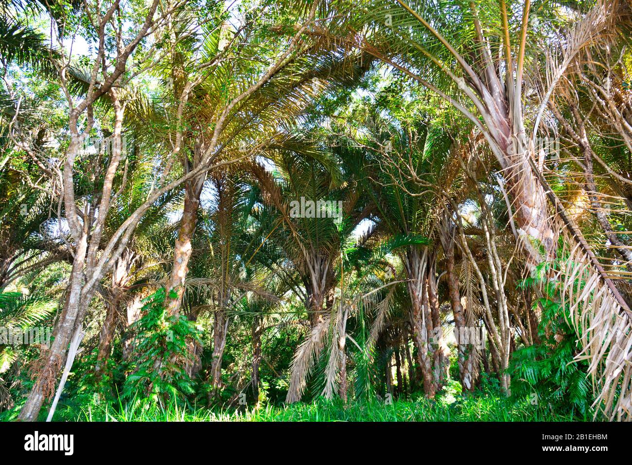 raffia palm nut