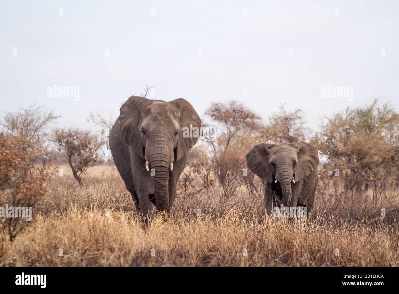 African bush elephant (Loxodonta africana) female and young walking in front view in Kruger National park, South Africa Stock Photo