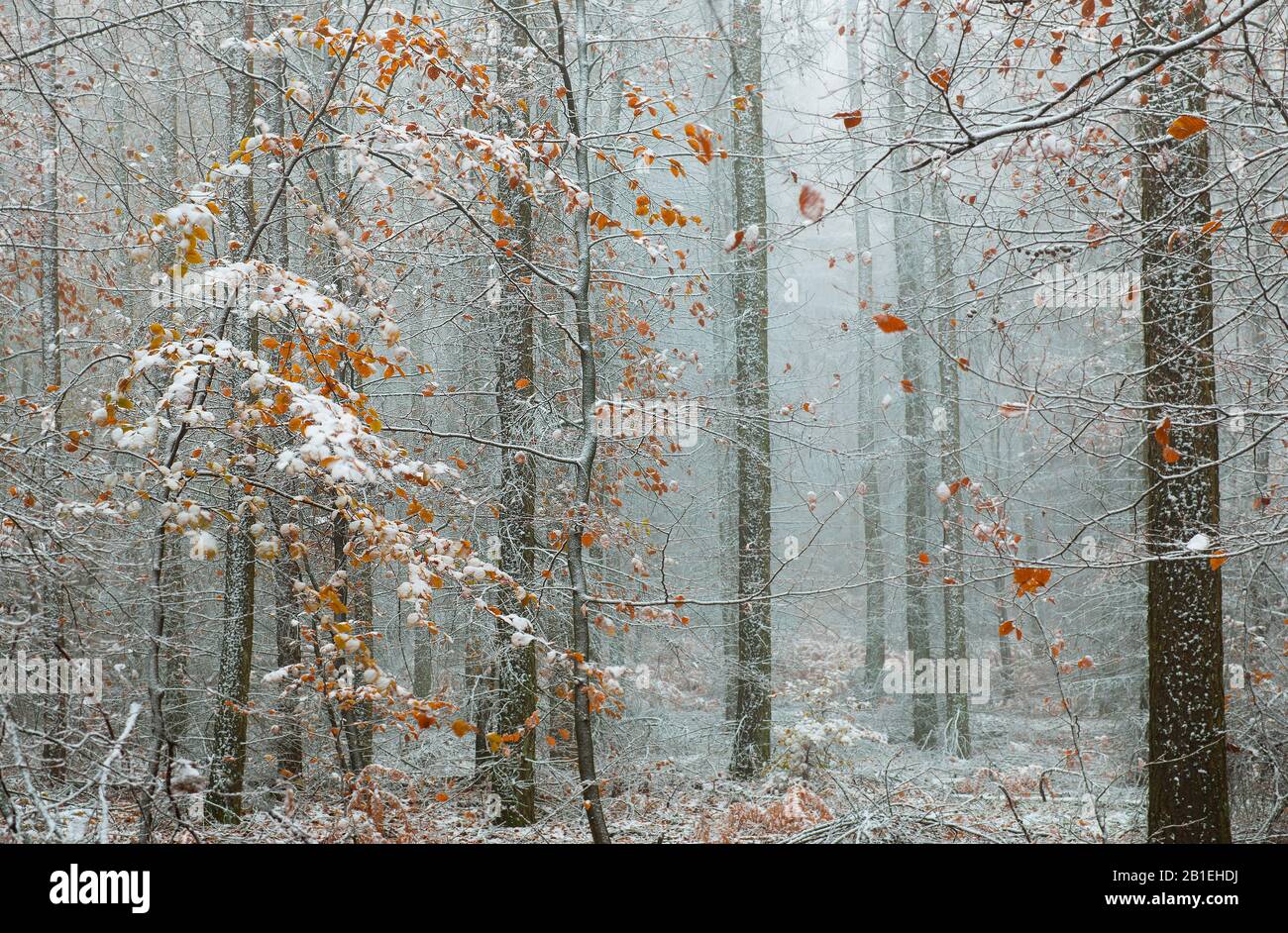 Mixed mountain forest (oaks, pines, beeches, service tree) in autumn in