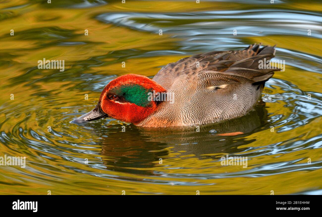 Common Teal (Anas crecca) on the water, Pays de Loire, France Stock Photo
