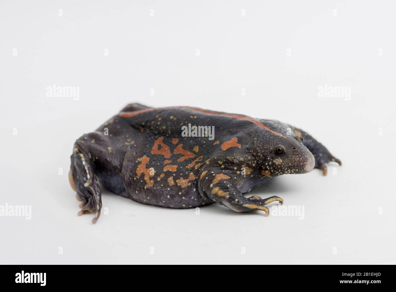 Mexican Burrowing Toad (Rhinophrynus dorsalis), Belize. Stock Photo