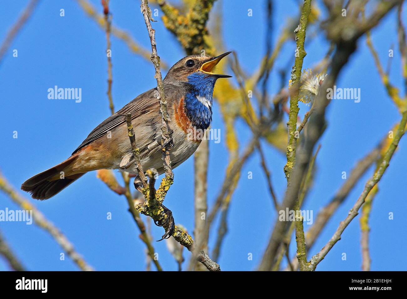 Bluethroat (Luscinia svecica), male on song, Marquenterre Park, Somme Bay, France Stock Photo