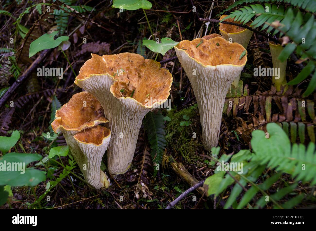 Scaly Chanterelle (Turbinellus floccosus), Vancouver Island, British
