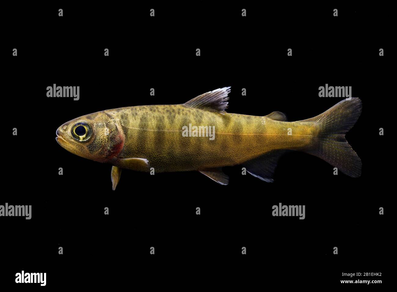 Coho Salmon Fry (Oncorhynchus kisutch) from a hatchery on Vancouver Island, British Columbia. Stock Photo